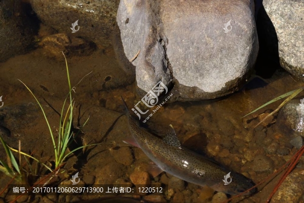鱒魚