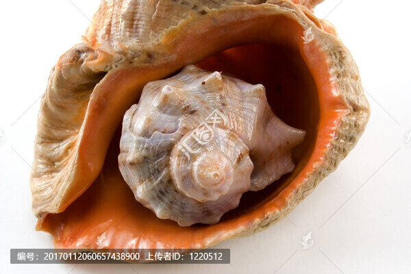 中海殼牌2