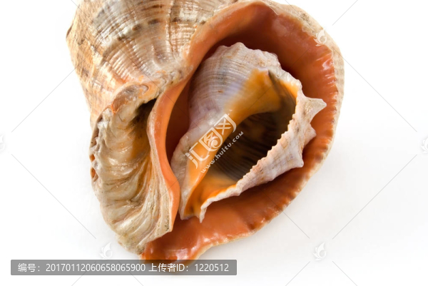 中海殼牌3