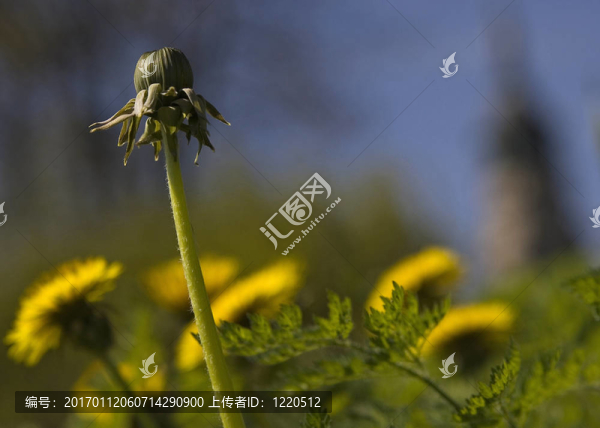 芽的蒲公英