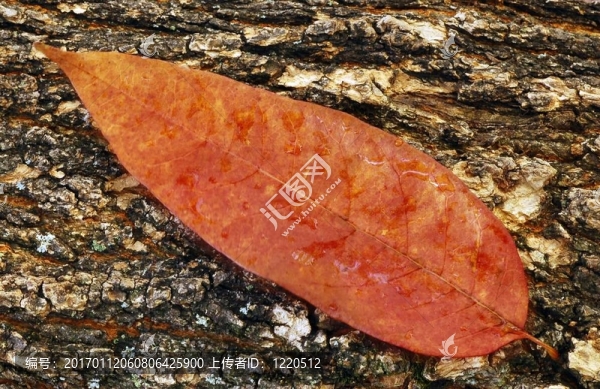 秋天的葉子