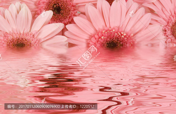 非洲菊