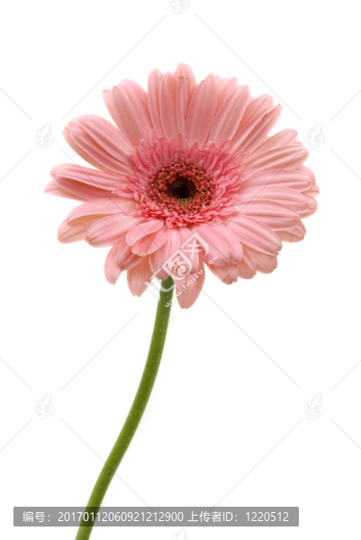 非洲菊