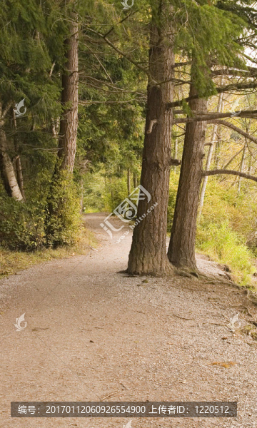 穿過樹林的小路