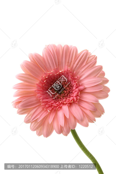 非洲菊