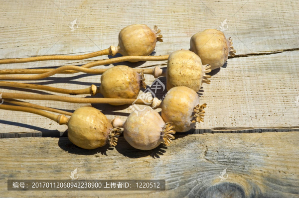 罌粟花
