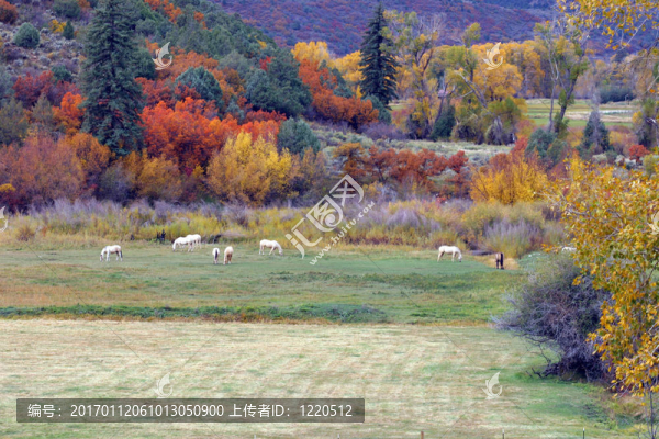 馬在田野
