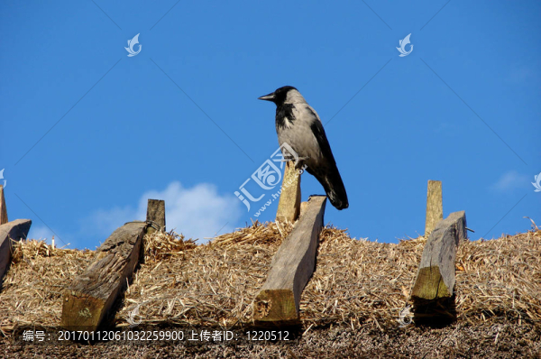 寒鴉