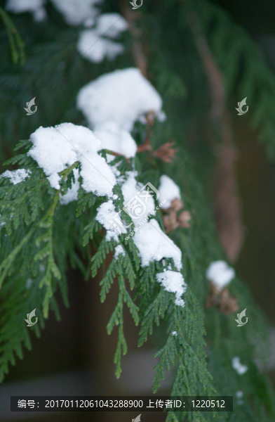 雪覆蓋雪松枝