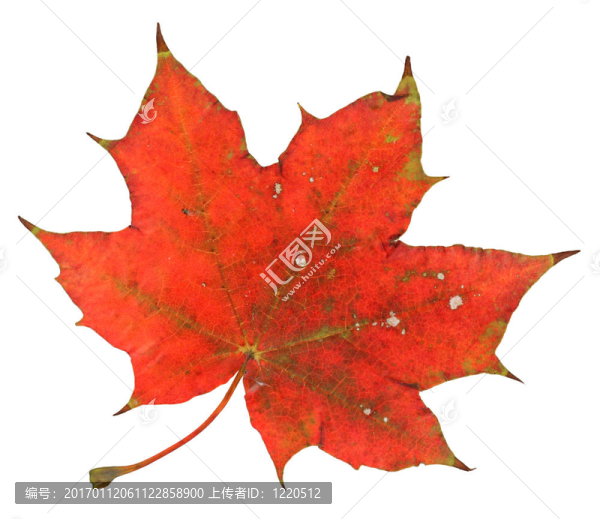 紅楓葉