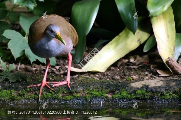鳥(niǎo)