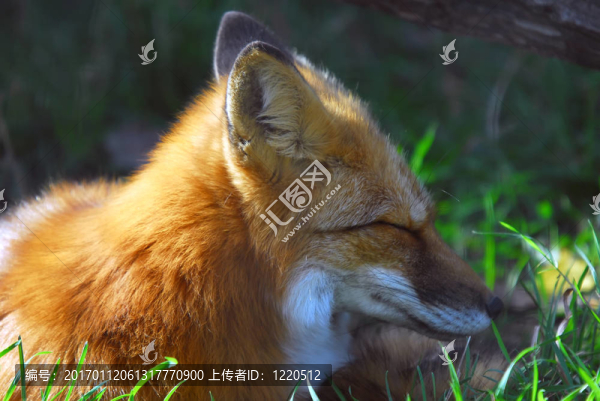 紅狐貍（Vulpes,vulpes）