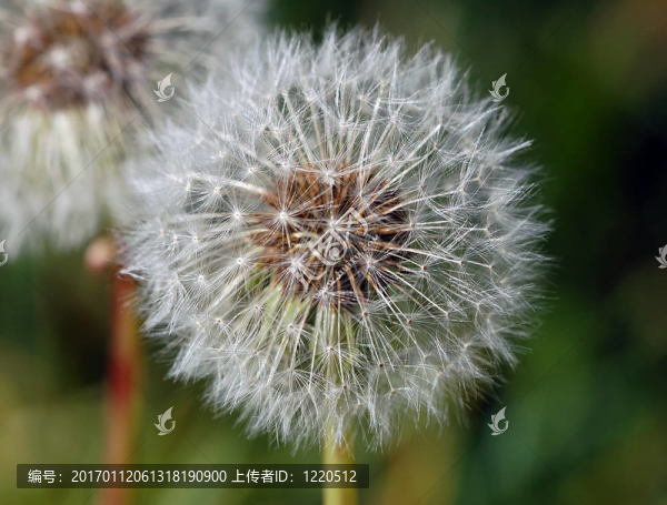 蒲公英（Taraxacum）