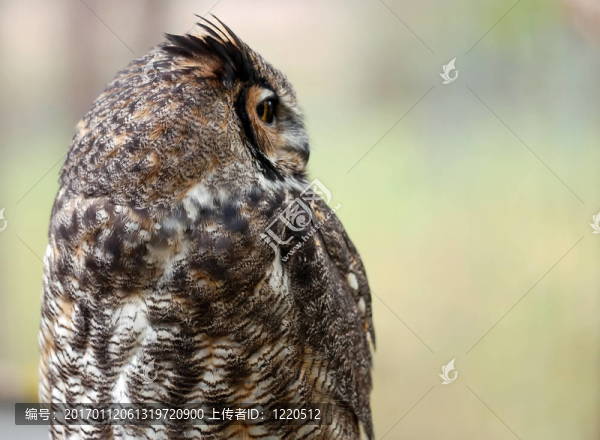 斑點貓頭鷹（Bubo,africanus）