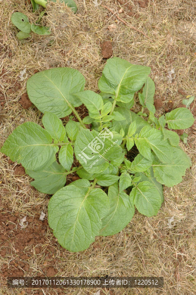 馬鈴薯植株