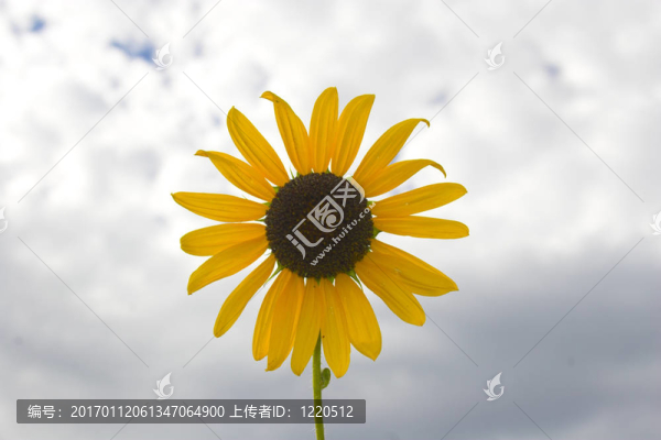 草原盛開
