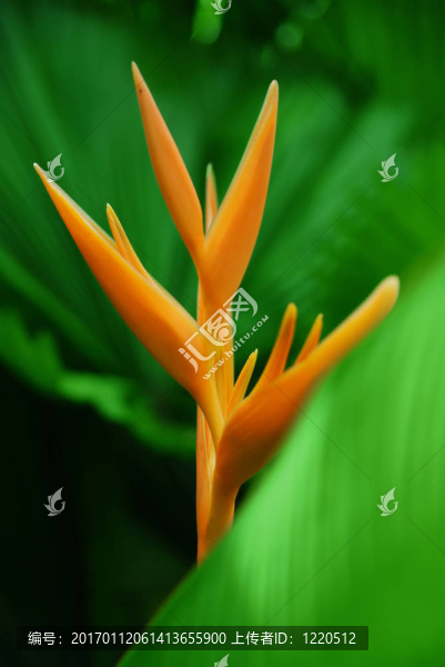 天堂鳥