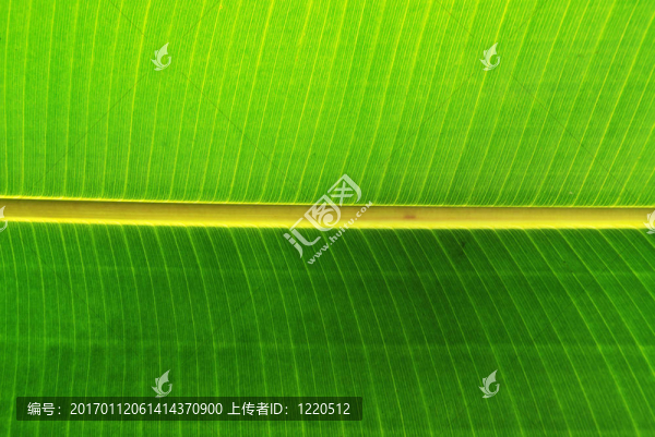 香蕉葉