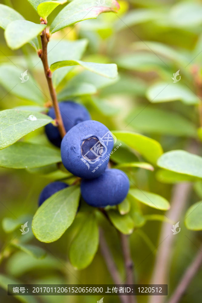藍(lán)莓布什特寫(xiě)