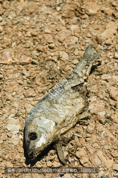 死魚