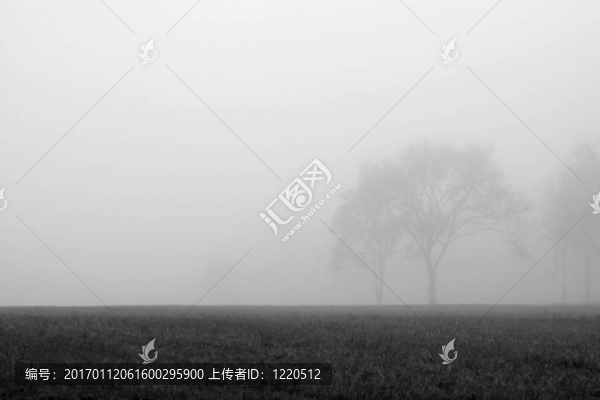 霧樹-匯圖網(wǎng) www.fosd68.com 霧樹