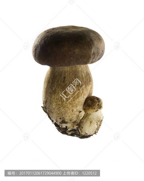 蘑菇