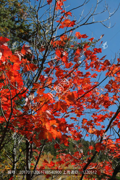 紅色的葉子