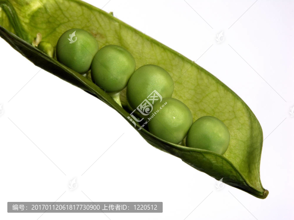 豆莢-匯圖網(wǎng) www.fosd68.com 豆莢