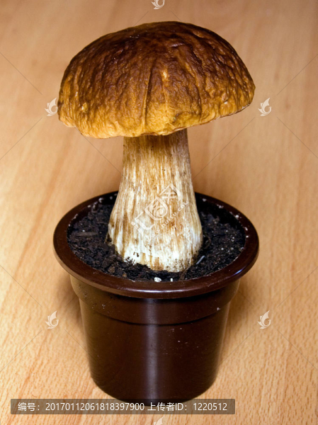 牛肝菌