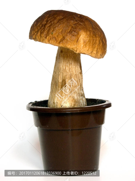 牛肝菌