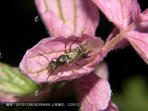 富美家-匯圖網(wǎng) www.fosd68.com 富美家