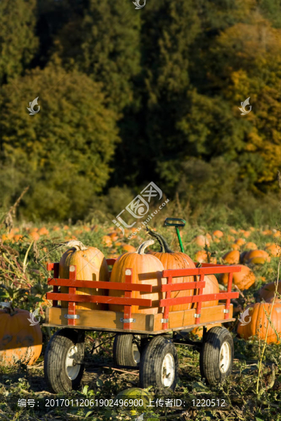 南瓜收獲-匯圖網(wǎng) www.fosd68.com 南瓜收獲