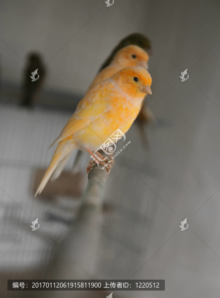橙色的金絲雀