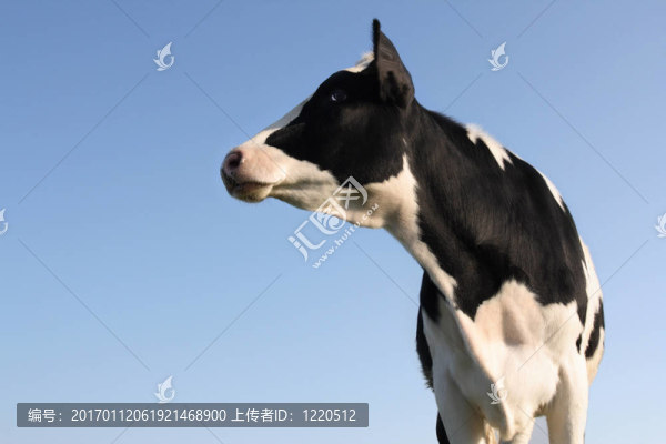 橫向的牛