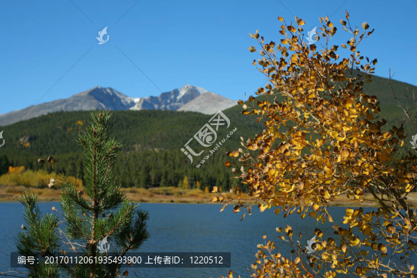 Lily,Lake；兩棵樹