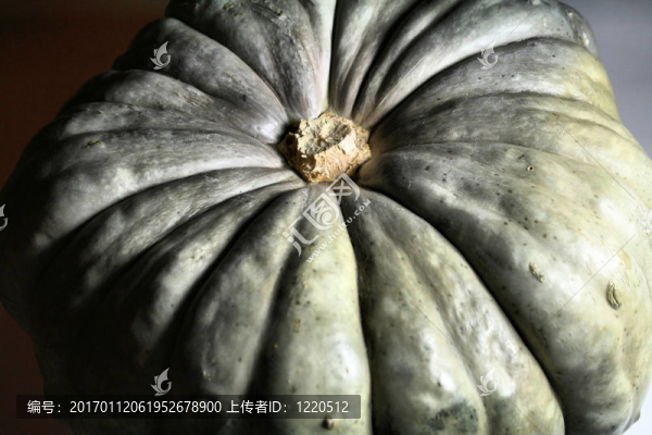 毛葫蘆