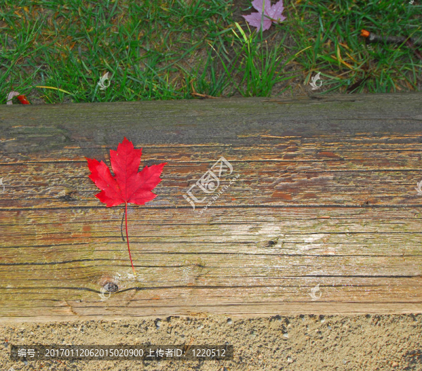 紅色的葉子