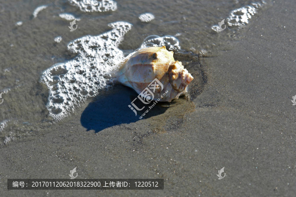 殼的波
