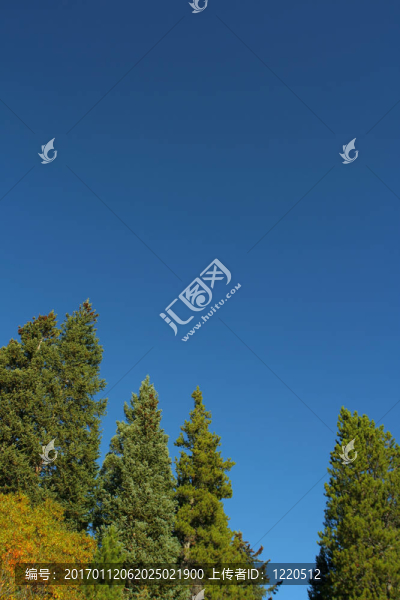 常青樹和藍色的天空