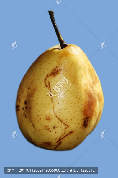 黃梨