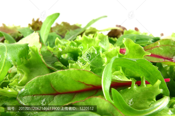 新鮮萵苣；水平