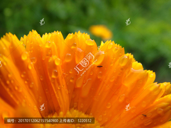 黃色的花