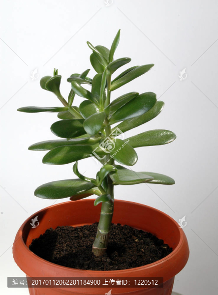 園丁花