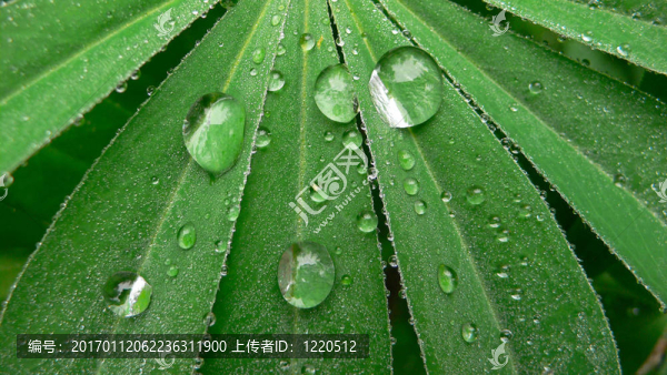 在早晨露1號