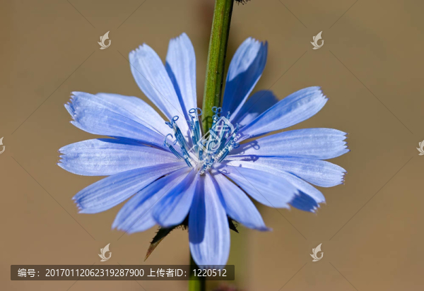菊苣