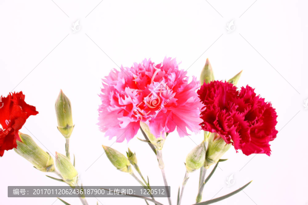 花-匯圖網(wǎng) www.fosd68.com 花