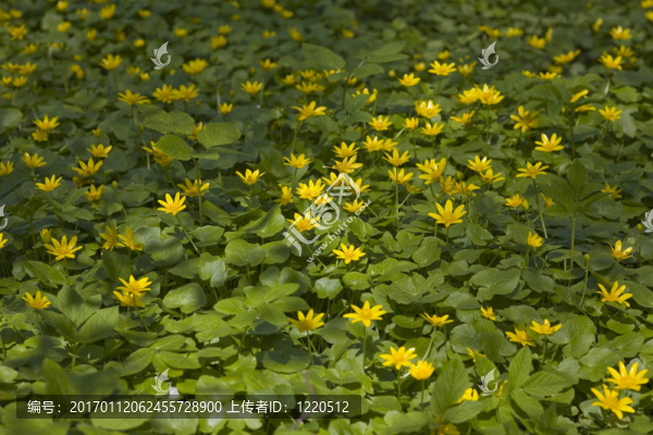 鮮花地毯
