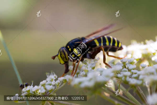 食蚜蠅