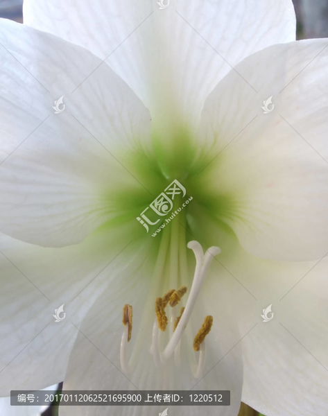 白色和綠色的花