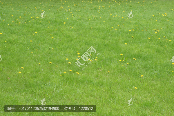黃色的蒲公英草